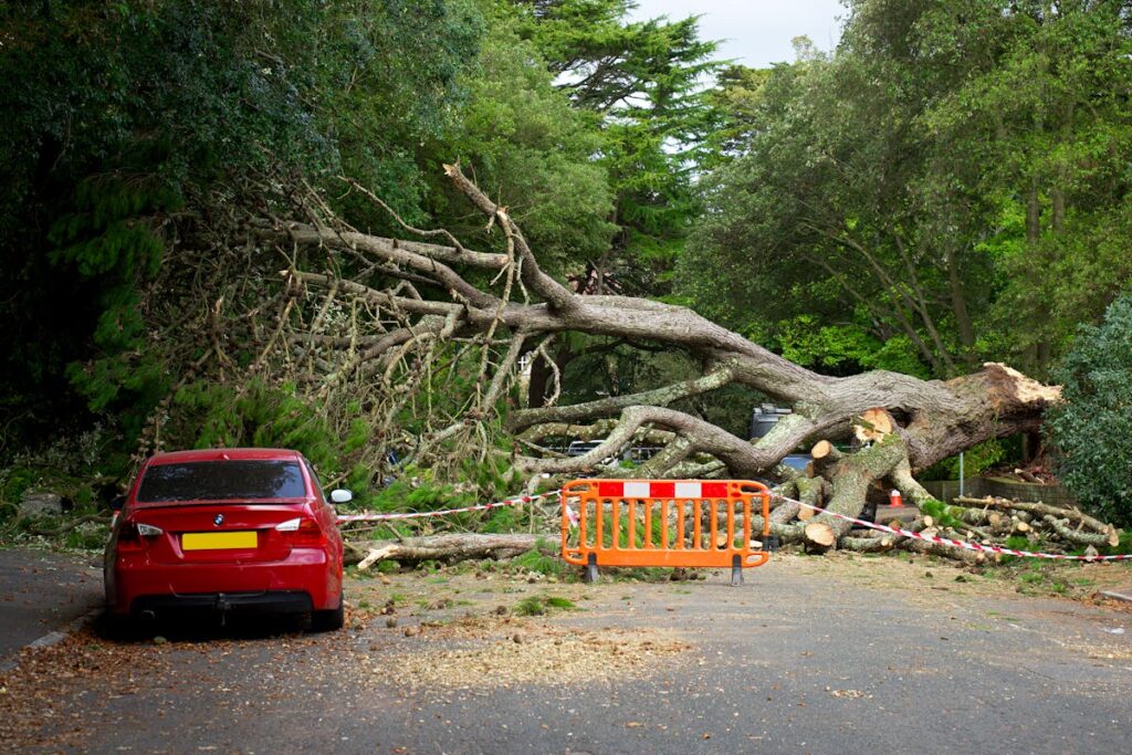 A Fallen Tree Blacking the Road
